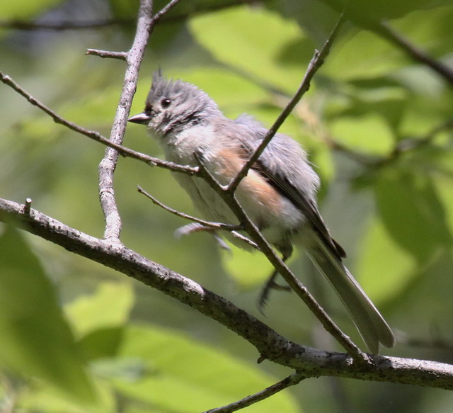 Tufted Titmouse